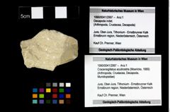 Foto (Objekt + Etikett) von Cracensigillatus acutirostris (Moericke, 1889)  (NHMW-GEO-1990-0041-2997)